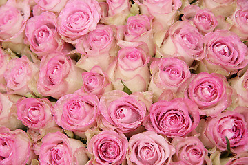 Image showing Pink roses in a group