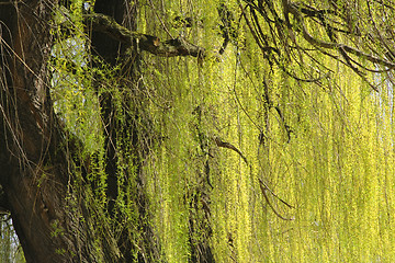 Image showing Abstract willow texture