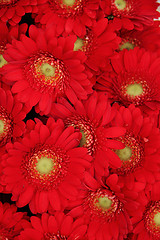 Image showing Just red gerberas