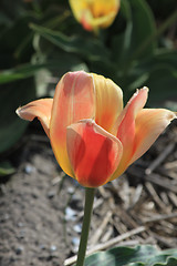 Image showing pink yellow tulips on a field