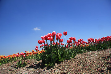 Image showing Pink tulips growing on a fiield