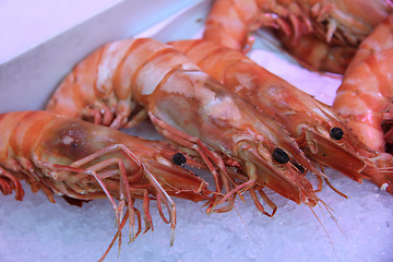 Image showing Prawns