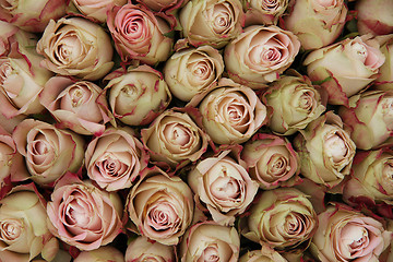 Image showing Pale pink rose buds