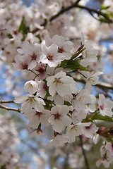 Image showing White cherry blossom