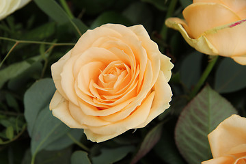 Image showing Big yellow rose