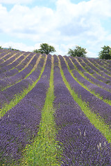 Image showing Lavender fields near Sault, France