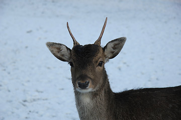 Image showing Young deer in the snow