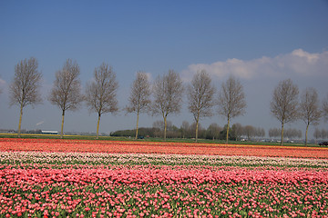 Image showing Flower industry fields