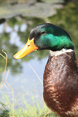 Image showing Male Duck