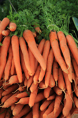 Image showing Carrots