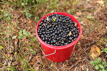 Image showing bucket of blueberries