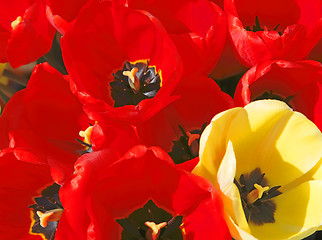 Image showing Tulips