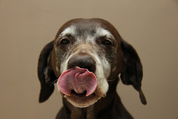 Image showing German shorthaired pointer, female