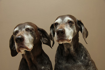 Image showing Senior pointer Sisters, almost 13 years old