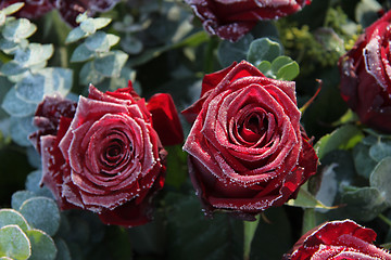 Image showing Frosted red roses