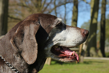 Image showing German shorthaired pointer, female