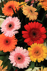 Image showing Gerbera bouquet