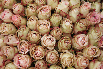 Image showing Pale pink rose buds