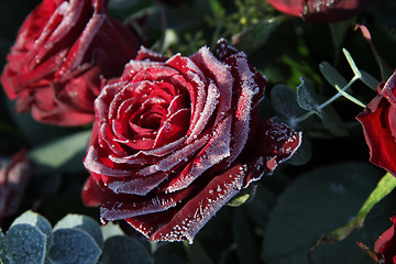 Image showing Frosted red rose