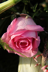 Image showing Dew drops on a pink rose