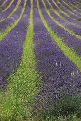 Image showing Lavender fields near Sault, France