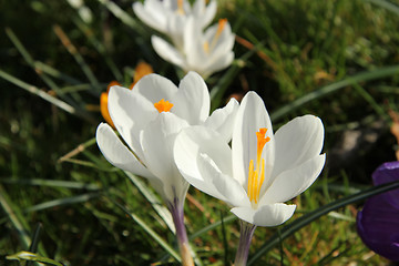 Image showing White crocusus