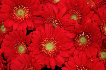 Image showing Just red gerberas