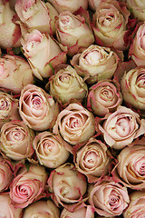 Image showing Pale pink roses