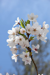 Image showing White cherry blossom