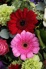 Image showing red and pink gerbera
