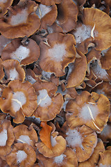 Image showing group of mushrooms