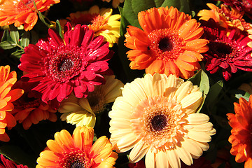 Image showing Gerberas in red, orange and yellow