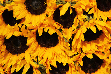 Image showing Big group of sunflowers