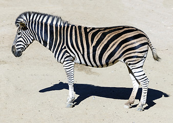Image showing zebra head