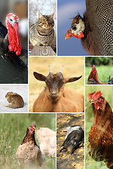 Image showing collage with different farm animals