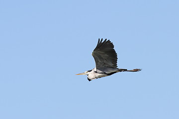 Image showing grey heron over blue sky