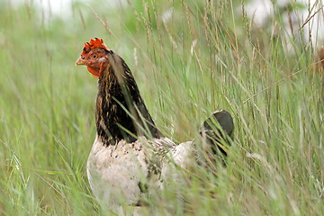 Image showing hen hiding in the big grass