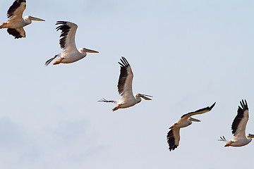 Image showing interesting formation of great pelicans