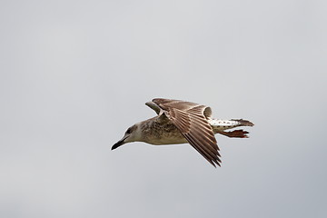 Image showing juvenile larus argentatus showing its plumage