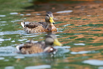 Image showing juvenile mallard duck swimming on water