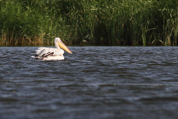 Image showing lonely pelican floating on water