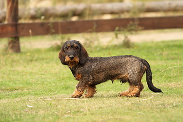 Image showing tekkel breed standing on green grass