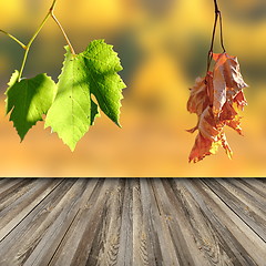 Image showing terrace floor in vineyard