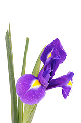 Image showing Iris