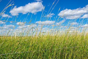 Image showing Green field on a farm under blue sky