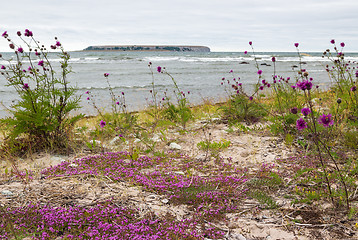 Image showing Beautiful nature of Gotland, Sweden