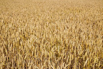Image showing Wheat field closeup