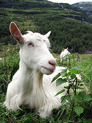 Image showing white goat