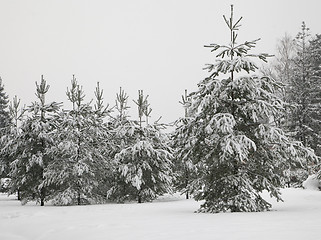 Image showing Winter forest