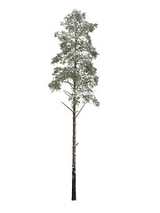 Image showing Bare pine-tree isolated over white